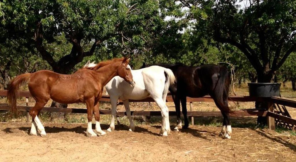 Agriturismo Vita E Natura Villa Noto Buitenkant foto