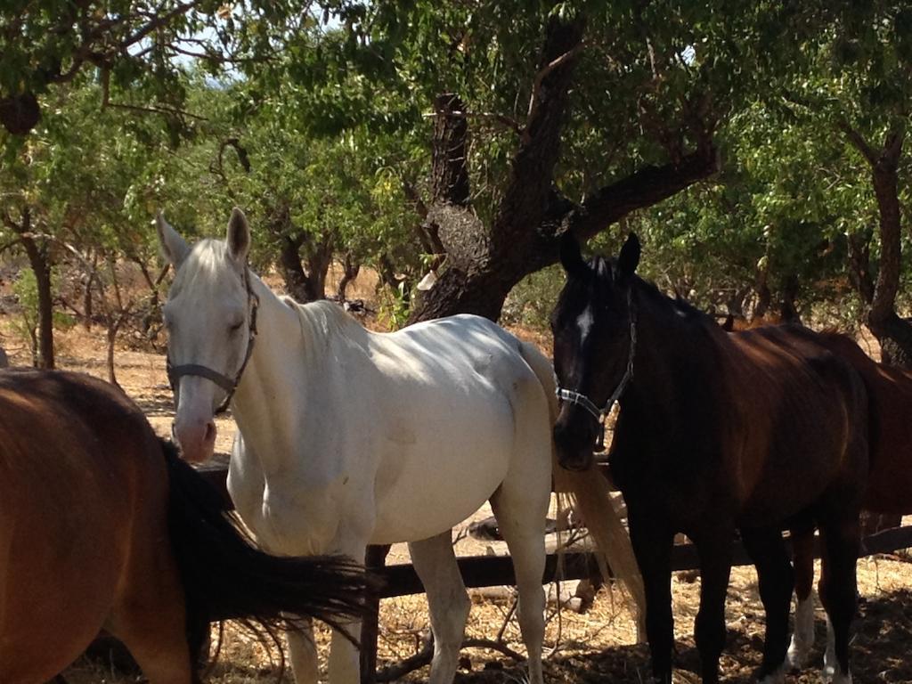 Agriturismo Vita E Natura Villa Noto Buitenkant foto